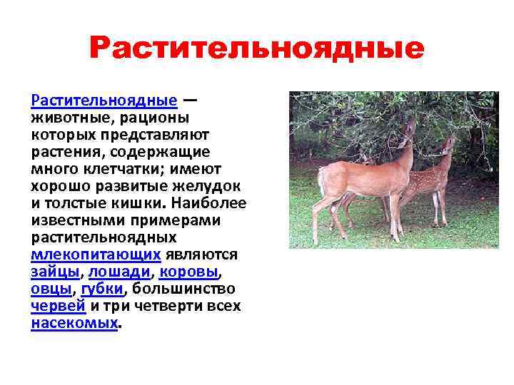 Растительноядные — животные, рационы которых представляют растения, содержащие много клетчатки; имеют хорошо развитые желудок