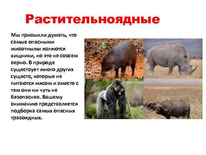 Растительноядные Мы привыкли думать, что самые опасными животными являются хищники, но это не совсем