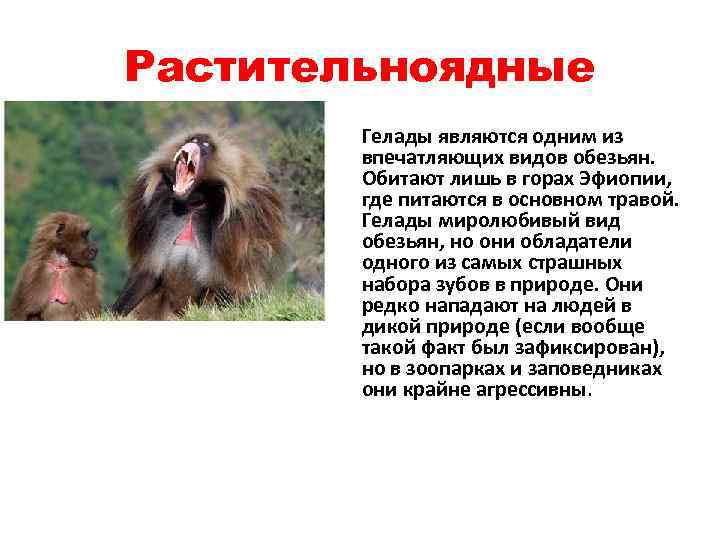 Растительноядные Гелады являются одним из впечатляющих видов обезьян. Обитают лишь в горах Эфиопии, где