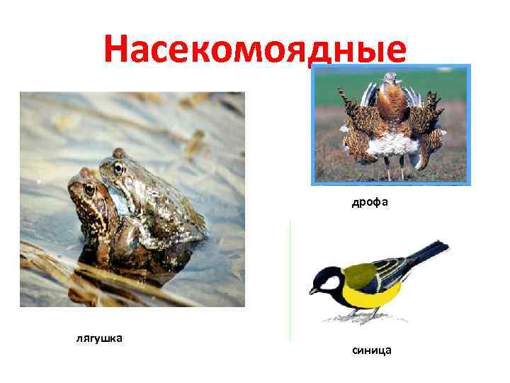 Насекомоядные дрофа лягушка синица 