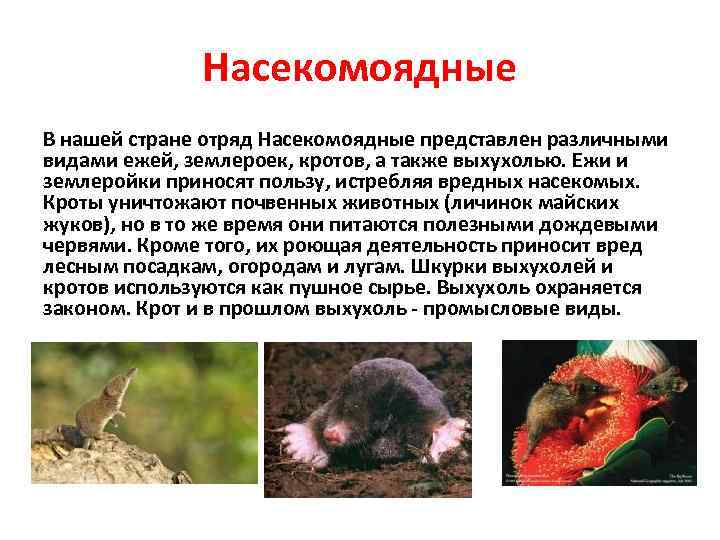  Насекомоядные В нашей стране отряд Насекомоядные представлен различными видами ежей, землероек, кротов, а