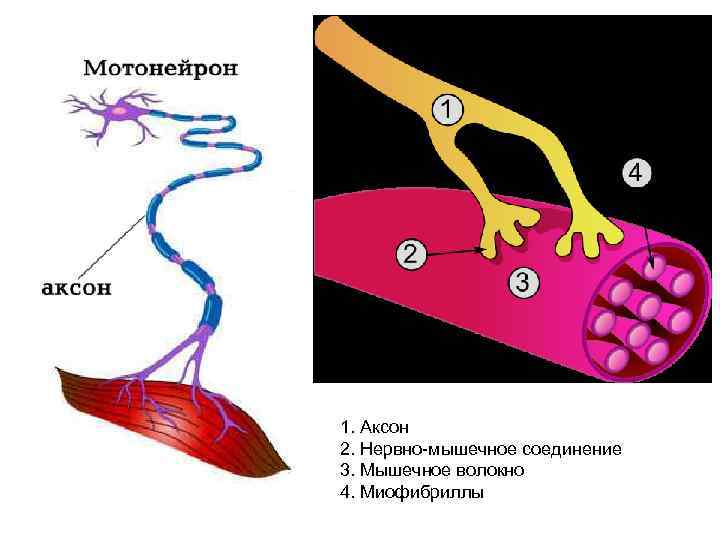 1. Аксон 2. Нервно-мышечное соединение 3. Мышечное волокно 4. Миофибриллы 