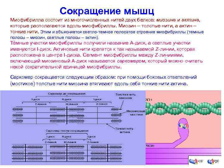 Сокращение мышц Миофибрилла состоит из многочисленных нитей двух белков: миозина и актина, которые располагаются