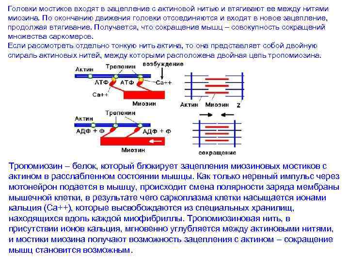 Головки мостиков входят в зацепление с актиновой нитью и втягивают ее между нитями миозина.