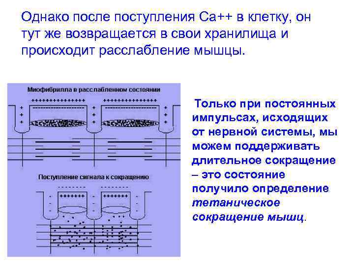 Однако после поступления Са++ в клетку, он тут же возвращается в свои хранилища и