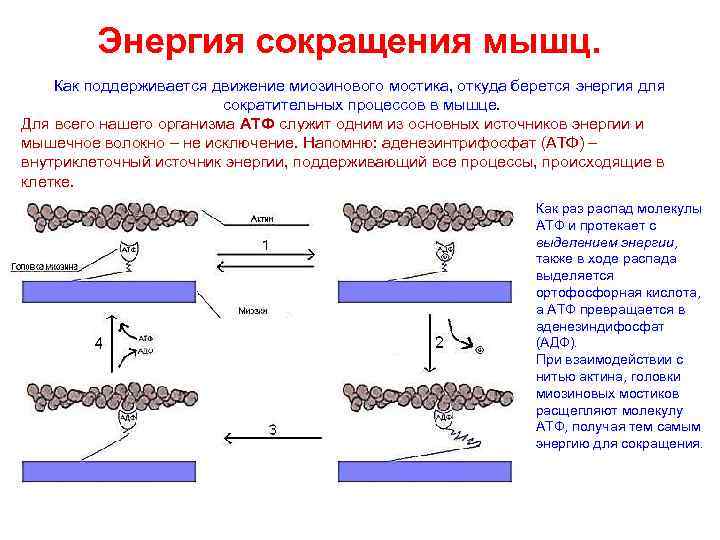 Энергия сокращения мышц. Как поддерживается движение миозинового мостика, откуда берется энергия для сократительных процессов