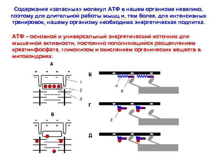 Содержание «запасных» молекул АТФ в нашем организме невелико, поэтому для длительной работы мышц и,