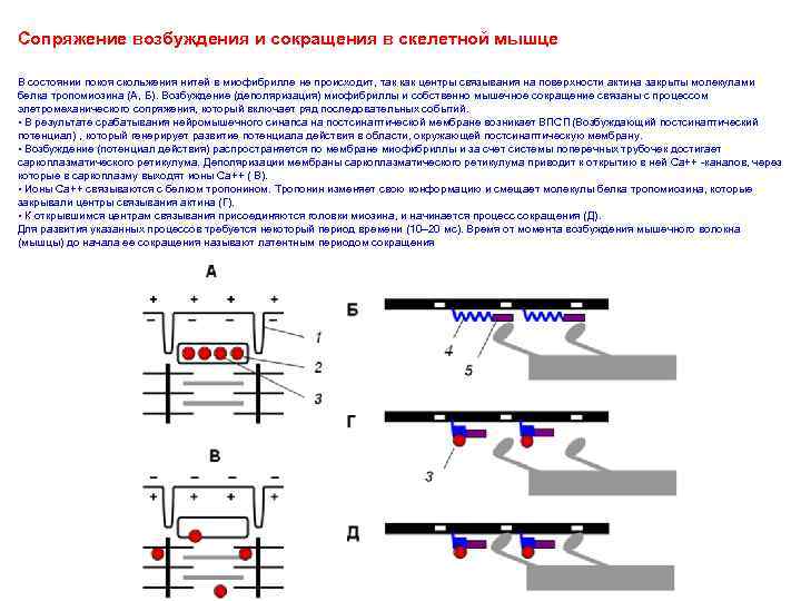 Сопряжение возбуждения и сокращения в скелетной мышце В состоянии покоя скольжения нитей в миофибрилле