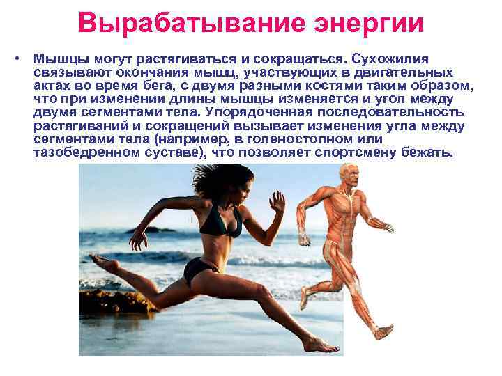 Вырабатывание энергии • Мышцы могут растягиваться и сокращаться. Сухожилия связывают окончания мышц, участвующих в