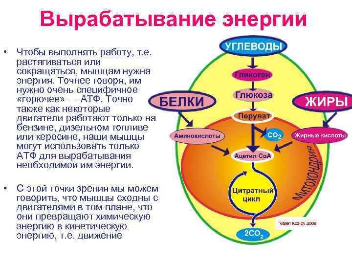 Вырабатывание энергии • Чтобы выполнять работу, т. е. растягиваться или сокращаться, мышцам нужна энергия.