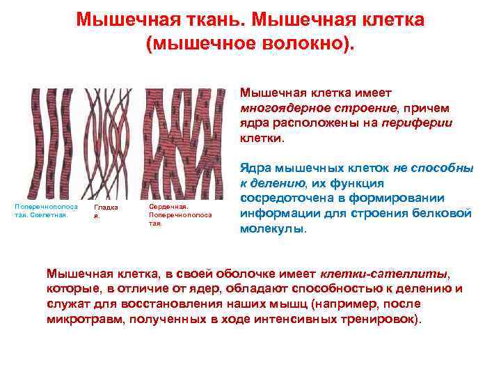 Мышечная ткань. Мышечная клетка (мышечное волокно). Мышечная клетка имеет многоядерное строение, причем ядра расположены