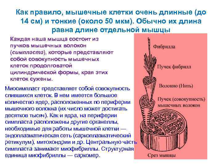 Как правило, мышечные клетки очень длинные (до 14 см) и тонкие (около 50 мкм).