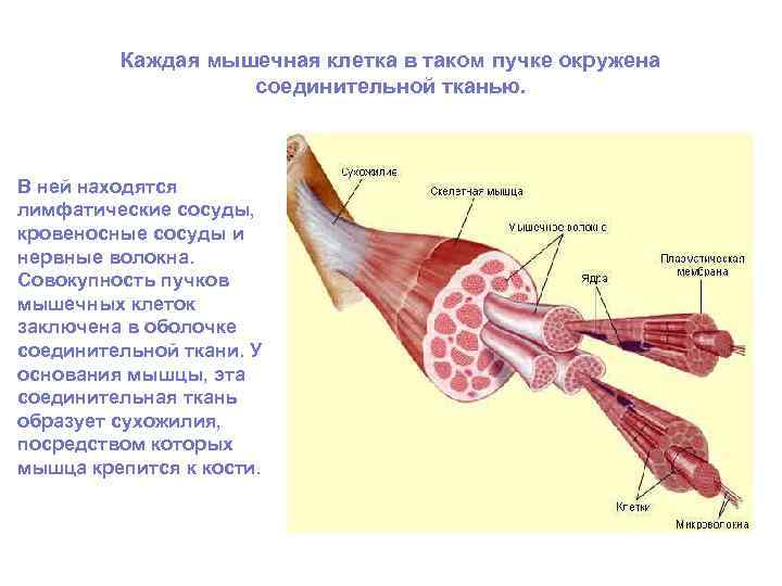 Каждая мышечная клетка в таком пучке окружена соединительной тканью. В ней находятся лимфатические сосуды,
