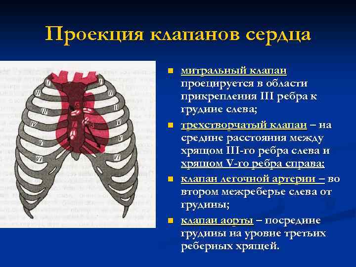 Места проекции. Проекция клапанов сердца на грудную клетку. Аускультация сердца проекция клапанов. Точки анатомической проекции клапанов сердца. Проекция клапанов на переднюю грудную клетку.