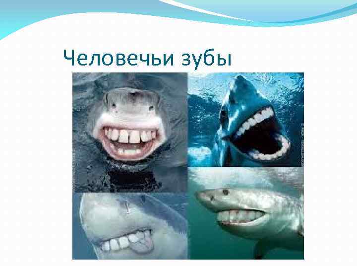 Человечьи зубы 