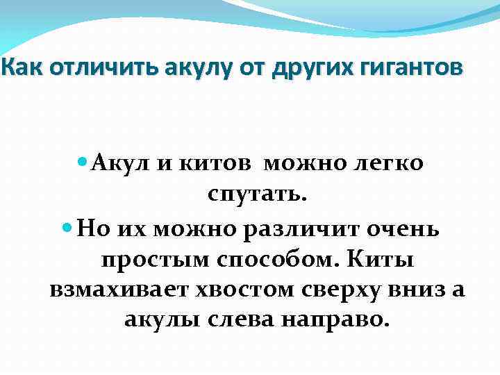 Как отличить акулу от других гигантов Акул и китов можно легко спутать. Но их