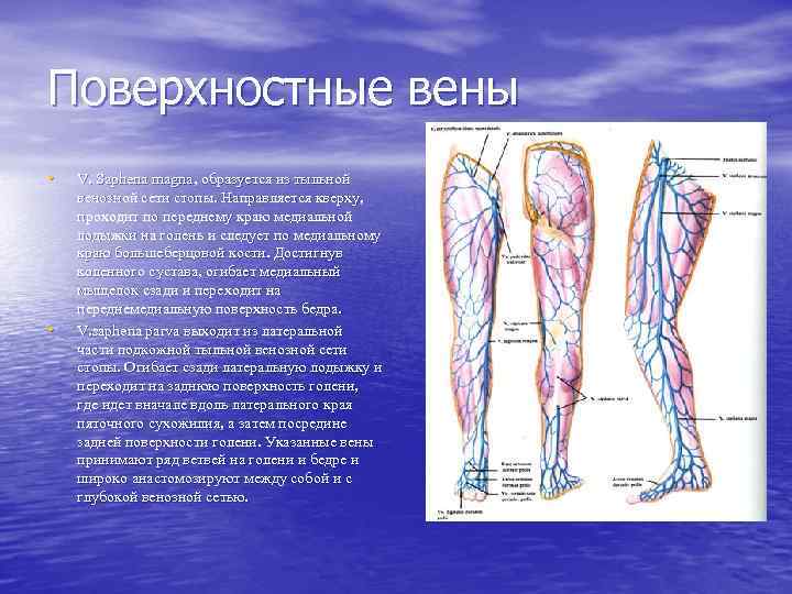 Поверхностных вен