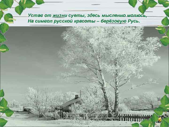 Устав от жизни суеты, здесь мысленно молюсь, На символ русской красоты – берёзовую Русь.
