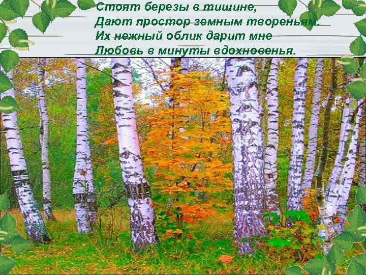 Стоят березы в тишине, Дают простор земным твореньям. Их нежный облик дарит мне Любовь