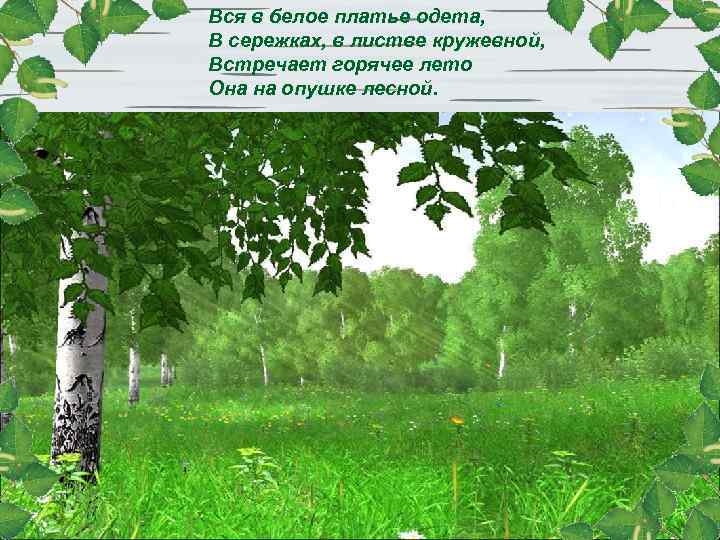 Вся в белое платье одета, В сережках, в листве кружевной, Встречает горячее лето Она