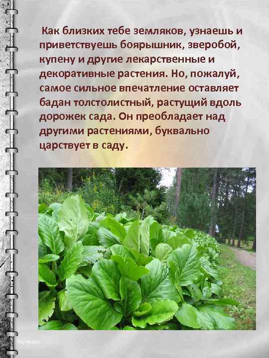  Как близких тебе земляков, узнаешь и приветствуешь боярышник, зверобой, купену и другие лекарственные