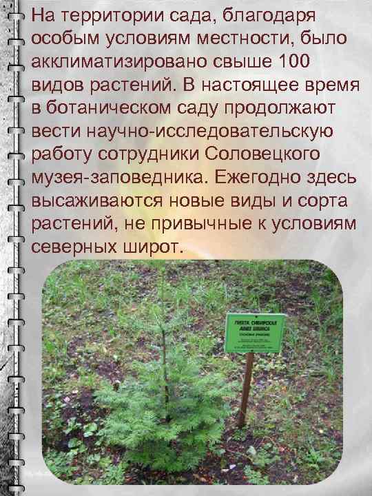 На территории сада, благодаря особым условиям местности, было акклиматизировано свыше 100 видов растений. В