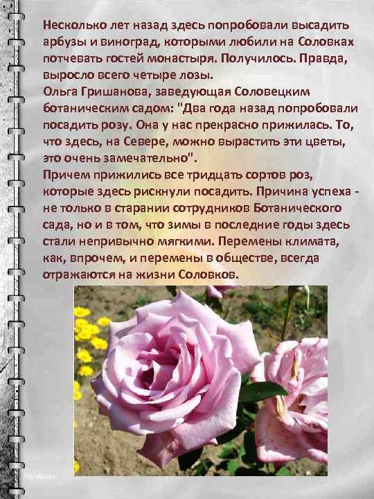 Несколько лет назад здесь попробовали высадить арбузы и виноград, которыми любили на Соловках потчевать