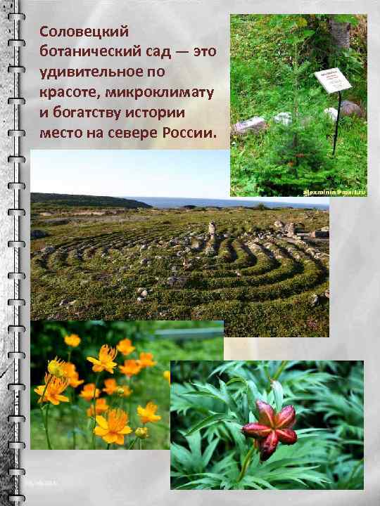 Соловецкий ботанический сад — это удивительное по красоте, микроклимату и богатству истории место на