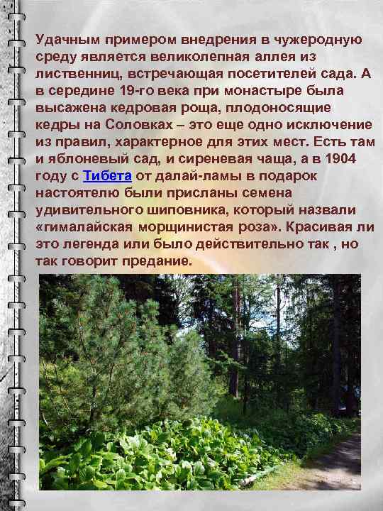 Удачным примером внедрения в чужеродную среду является великолепная аллея из лиственниц, встречающая посетителей сада.