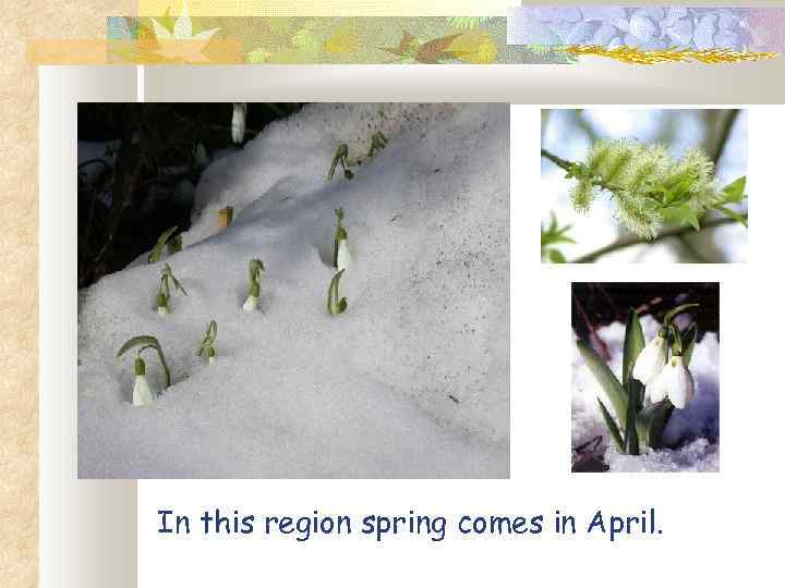 In this region spring comes in April. 