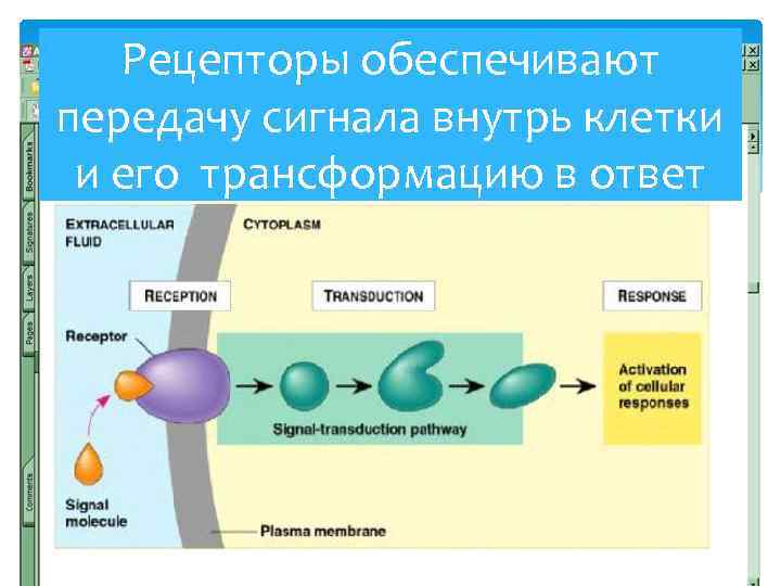 Рецепторы обеспечивают передачу сигнала внутрь клетки и его трансформацию в ответ 