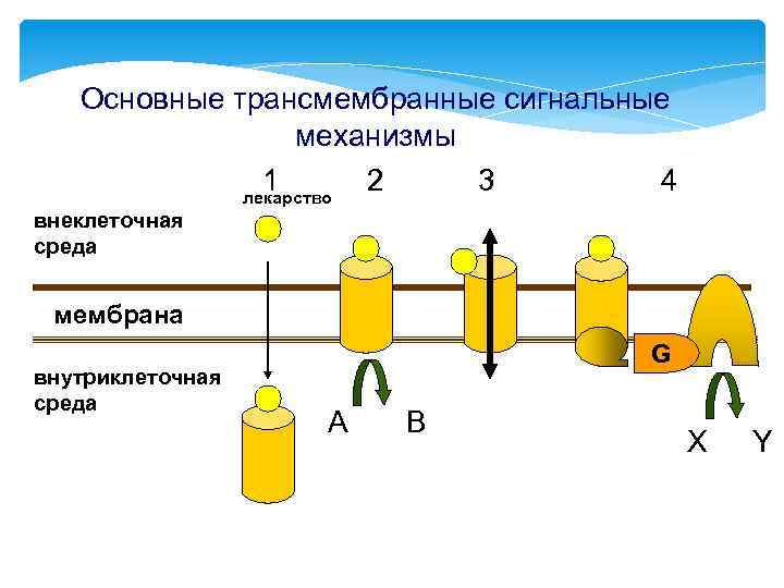 Основные трансмембранные сигнальные механизмы 1 2 3 4 лекарство внеклеточная среда мембрана внутриклеточная среда