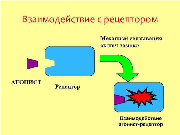 Взаимодействие с рецептором Механизм связывания «ключ-замок» АГОНИСТ Рецептор Взаимодействие агонист-рецептор 