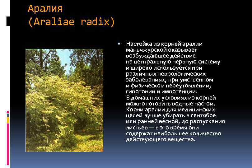 Аралия (Araliae radix) Настойка из корней аралии маньчжурской оказывает возбуждающее действие на центральную нервную