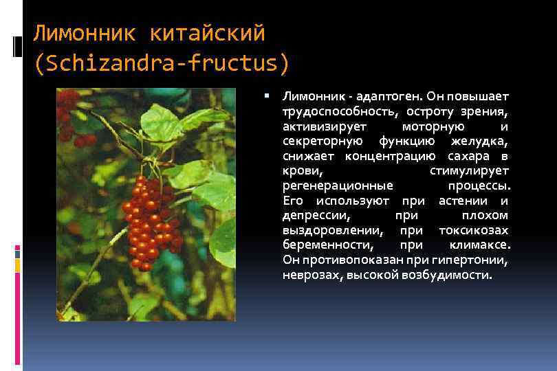 Лимонник китайский (Schizandra-fructus) Лимонник - адаптоген. Он повышает трудоспособность, остроту зрения, активизирует моторную и