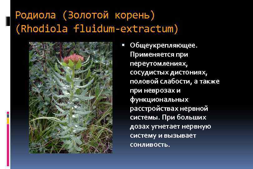 Родиола (Золотой корень) (Rhodiola fluidum-extractum) Общеукрепляющее. Применяется при переутомлениях, сосудистых дистониях, половой слабости, а