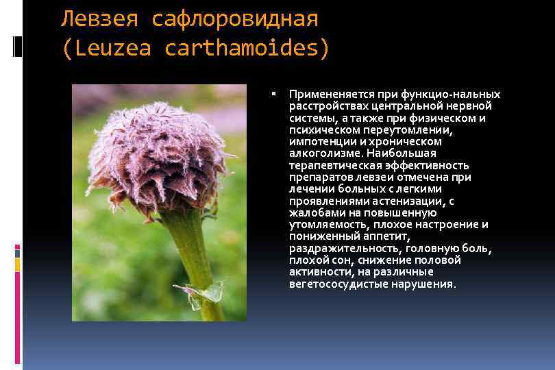 Левзея сафлоровидная (Leuzea carthamoides) Примененяется при функцио-нальных расстройствах центральной нервной системы, а также при