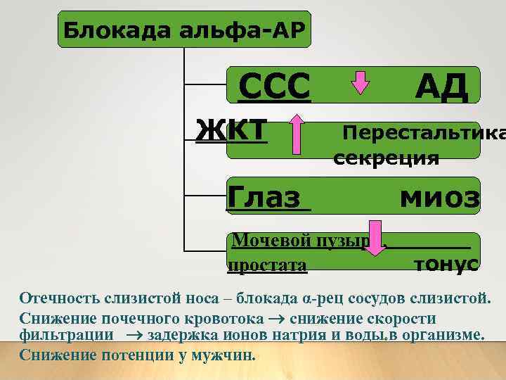 Блокада альфа-АР ССС ЖКТ АД Перестальтика секреция Глаз Мочевой пузырь, простата миоз тонус Отечность