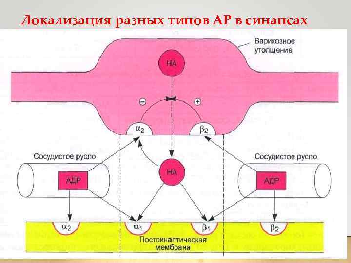 Локализация разных типов АР в синапсах 