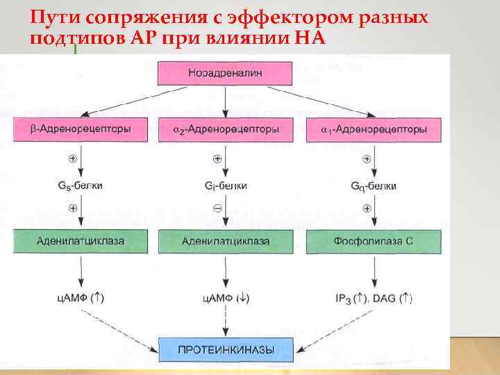 Пути сопряжения с эффектором разных подтипов АР при влиянии НА 