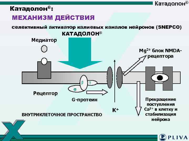 Катадолон®: МЕХАНИЗМ ДЕЙСТВИЯ селективный активатор калиевых каналов нейронов (SNEPCO) Медиатор КАТАДОЛОН® Mg 2+ блок