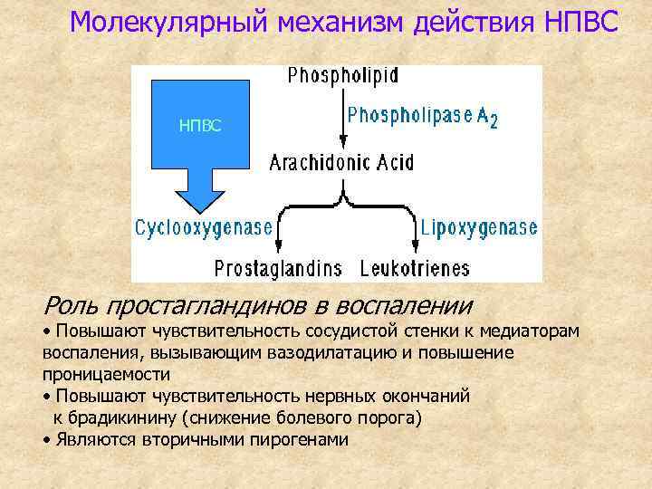 Молекулярный механизм действия НПВС Роль простагландинов в воспалении • Повышают чувствительность сосудистой стенки к