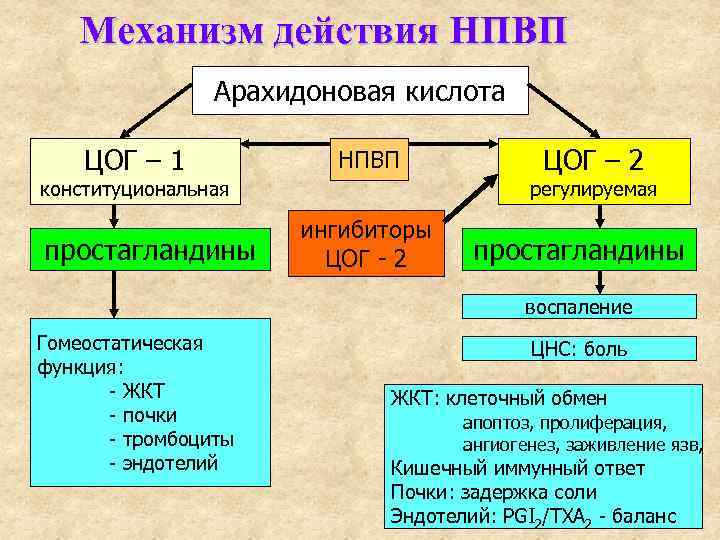 Механизм действия НПВП Арахидоновая кислота ЦОГ – 1 НПВП конституциональная простагландины ЦОГ – 2