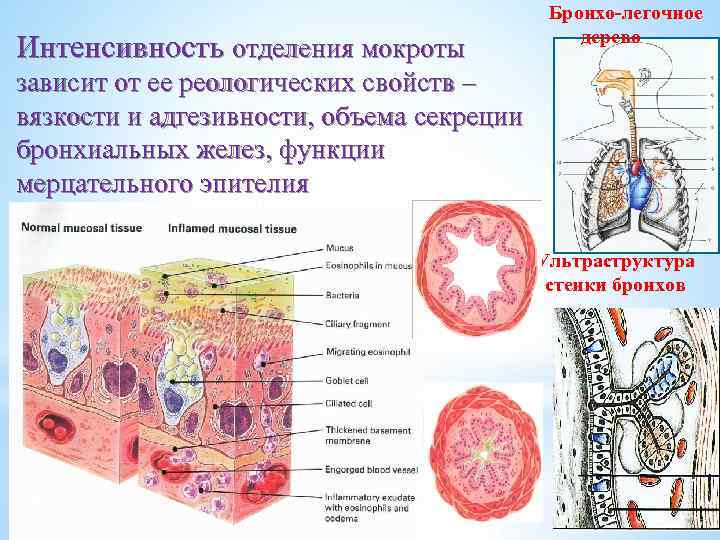 Интенсивность отделения мокроты Бронхо-легочное дерево зависит от ее реологических свойств – вязкости и адгезивности,