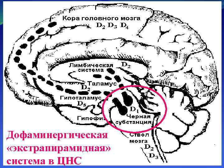 Дофаминергическая «экстрапирамидная» система в ЦНС Vertae 