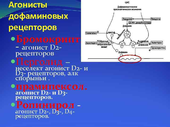 Агонисты дофаминовых рецепторов Бромокриптин агонист D 2 рецепторов Перголид – неселект агонист D 2