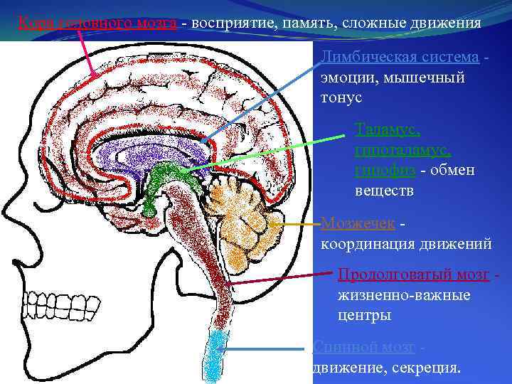 Кора головного мозга восприятие, память, сложные движения Лимбическая система эмоции, мышечный тонус Таламус, гипоталамус,