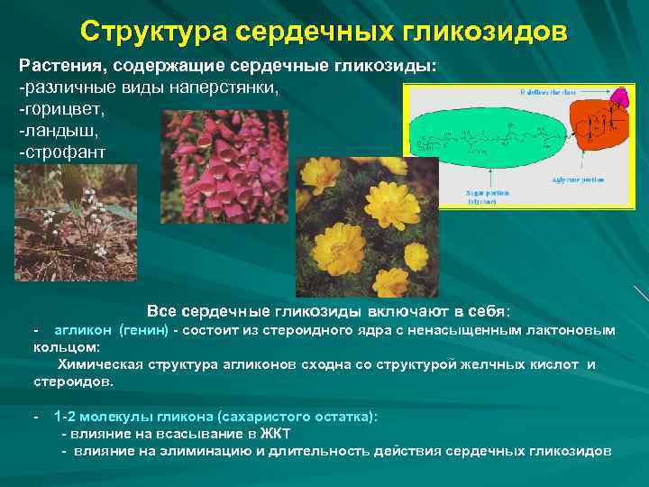 Структура сердечных гликозидов Растения, содержащие сердечные гликозиды: -различные виды наперстянки, -горицвет, -ландыш, -строфант Все