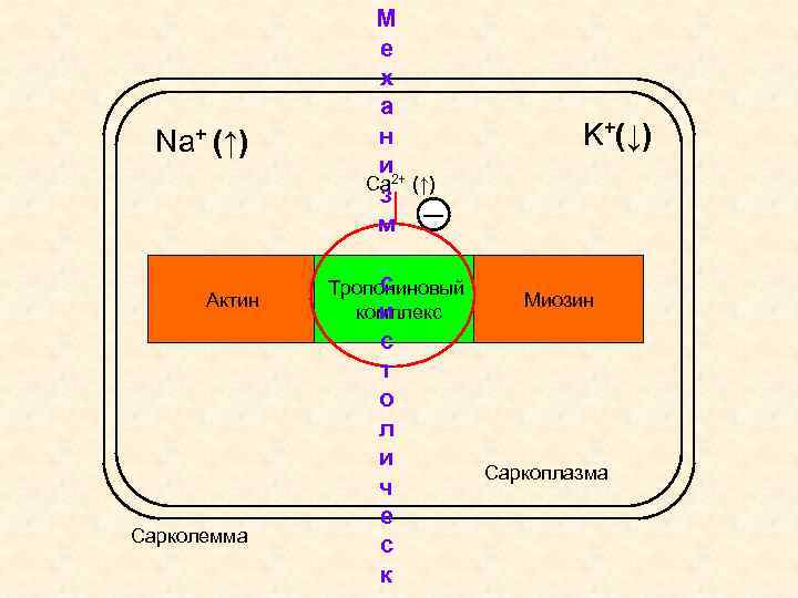 Na+ (↑) Актин Сарколемма М е х а н и Са 2+ (↑) з
