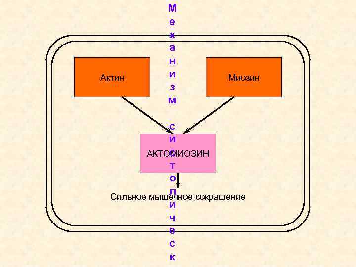 Актин М е х а н и з м Миозин с и с АКТОМИОЗИН